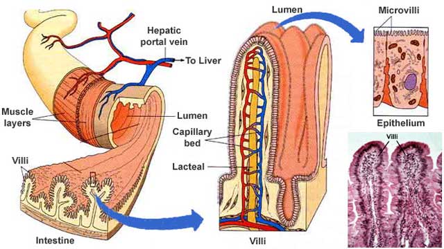 How the Small Intestine Works